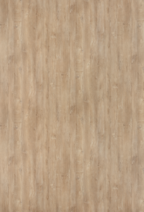 Paruma Oak